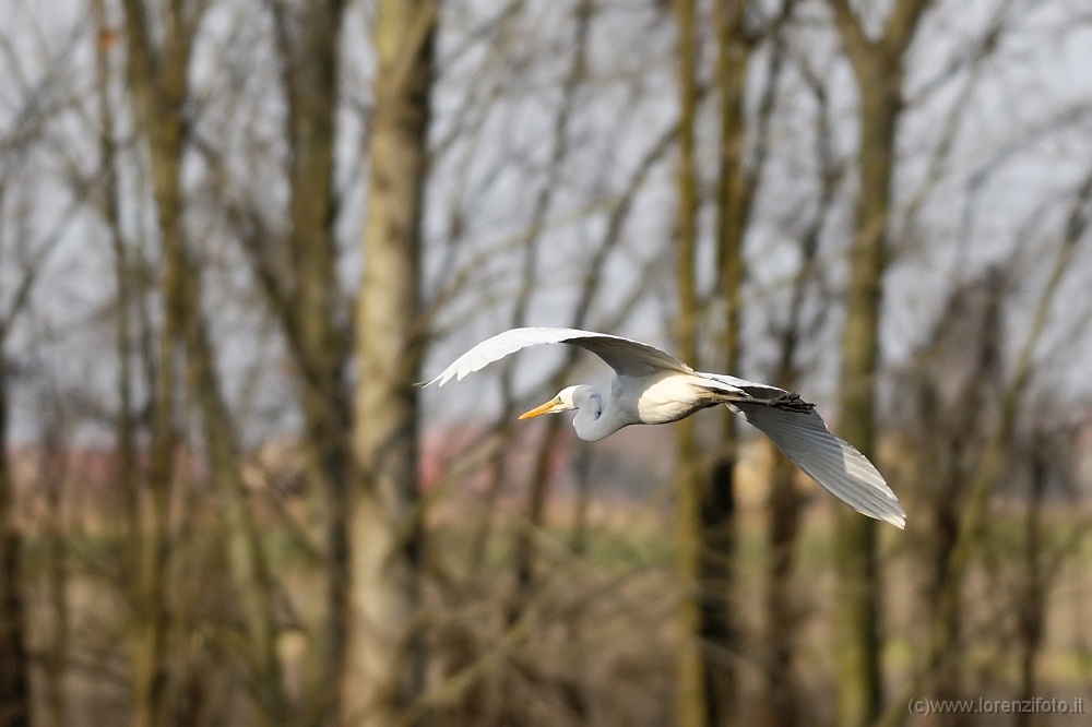 Casmerodius albus (Airone bianco maggiore).jpg
